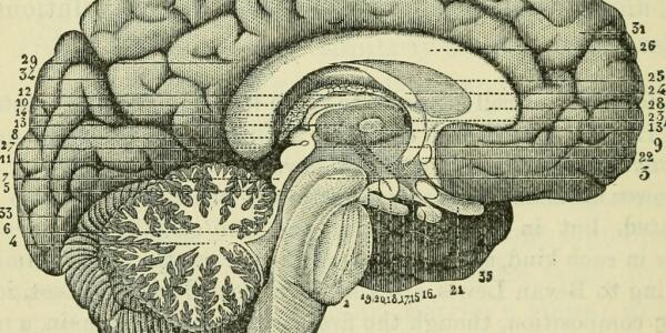 yoga-and-neuroscience-brain.jpg